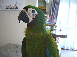 �Ί�̃t���f�B�[�N