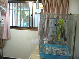 ���̌��p�����Ȃ��炨�H����