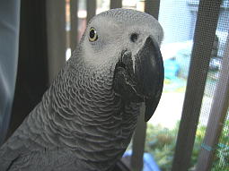 ���̖ڂ��ƕ|��