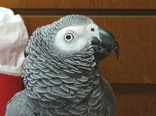 �Q��������Ă���܂���