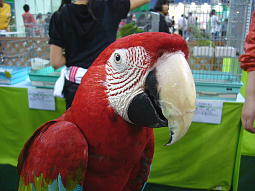 ���������Ė���đ喞���ȉ��O�����