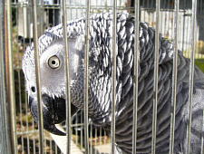 �X�p�C�������C�g��肨���l�̕����ǂ���ˁ`