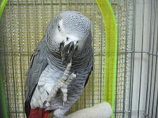 �{�������炯�ɂȂ�܂�