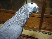 �s���R�Ȃقǒ�����