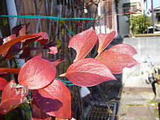 ���Ă̒ʂ�̓c�ɂł�