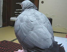 よく見ると羽にヨウム粉が点々と・・・