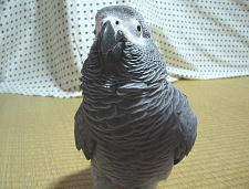 頭と体の割合が1対1