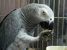 ゴマが全部なくなってる