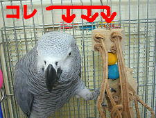 こんなとこに置いてどうするつもりやろか