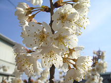 今年は花の数が多い