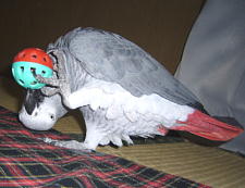 取れやん・・・