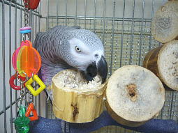 ���E�����Ė����ɂȂ�ƕ|����