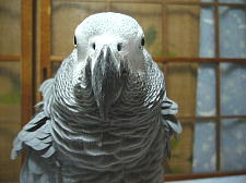 正面顔ってなんだかかわいいなぁ