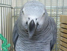 ��D���ȃ��E���̐��ʊ�