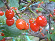 初物は美味しいね〜