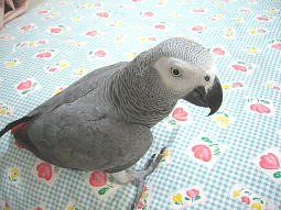 ��ŐH�ׂ�̂��Ǝv���΂����ł��Ȃ��炵��