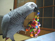 ヨウム心をくすぐるおもちゃ