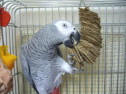 �j�󂵂₷���ėǂ��炵��