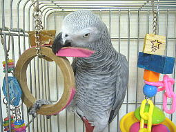 �������ƒ͂�ŗ����܂���