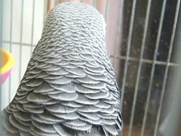 ���҂ł��킢��