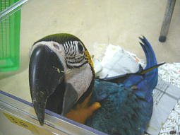 �V�^ࣖ����Ċ���