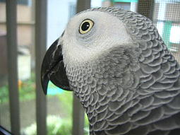 別に何もないのにお外をじっと見つめる宝助