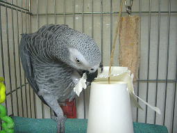 �V�����܂Ƃ��p�[�`�ɂ��������芵��܂���