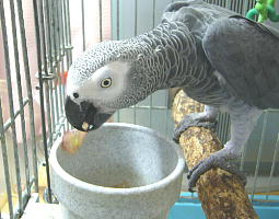 久しぶりのピオーネ