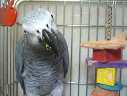 �����������_��ň�Ă��̂�