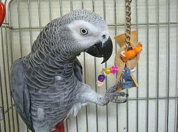 �P�[�W�ɕt����Ƒ����͂�ł͂��|�[�Y�I