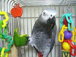 �{�Ɏ���Ă��A�󂿂��