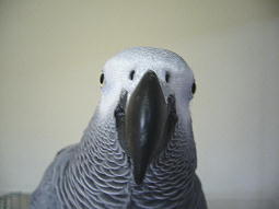 �����ڂȐ��ʊ�