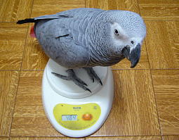 体重測定はお利口さんにしててくれます