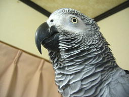 �����Ƃ��ꂢ�ɑ|�����Ă���ˁH�Ǝ��̂��鎖���Ď���