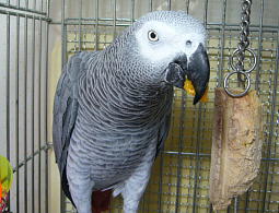 今は大好きな枝豆よりみかんらしい