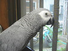 じっと見つめる