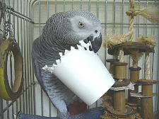 大きいから足で掴むのは難しいんよ