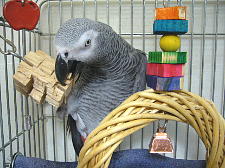 せっかく買ったのに遊んで〜