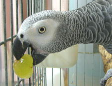 丸ごとピオーネにかぶりつく