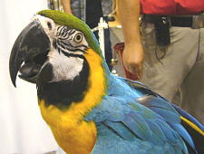 かわいいルリコンゴウ♪手にも乗ってくれました