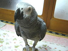 まん丸なかわいいお目目