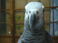 キリッとしてる?