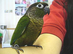 と〜っても良い子のれんちゃん