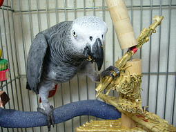 いっちょあがり〜