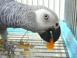 果物入れのお皿を見ると真っ先に床に降りて待つ宝助