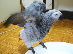 水浴びしようよ、宝ちゃん