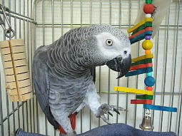 こんなの本気出したらちょろいもんよ