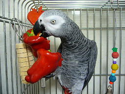 つやぴかな赤ピーマン