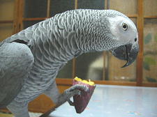 珍しく足に持って食べてます