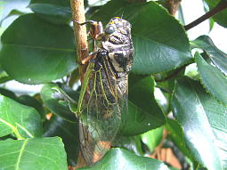 これは何セミかな?